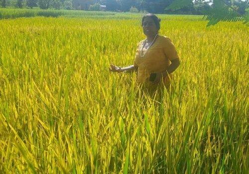 पसाउन लागेका धानका बोट पहेँलो हुँदै सुक्न थालेपछि कृषक चिन्तित