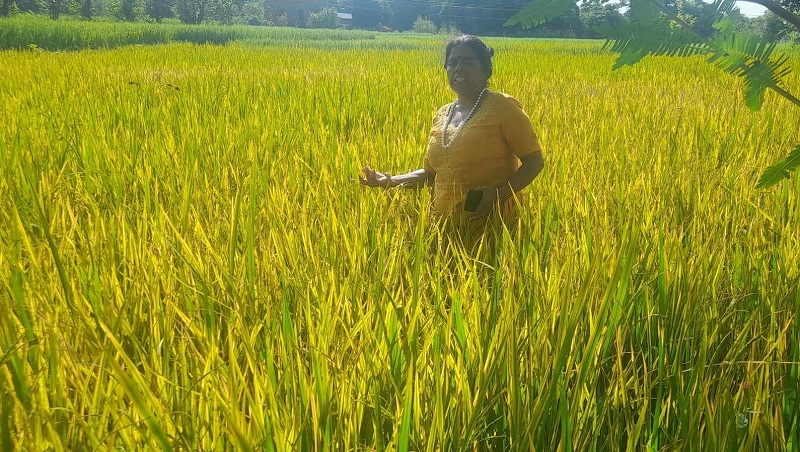 पसाउन लागेका धानका बोट पहेँलो हुँदै सुक्न थालेपछि कृषक चिन्तित