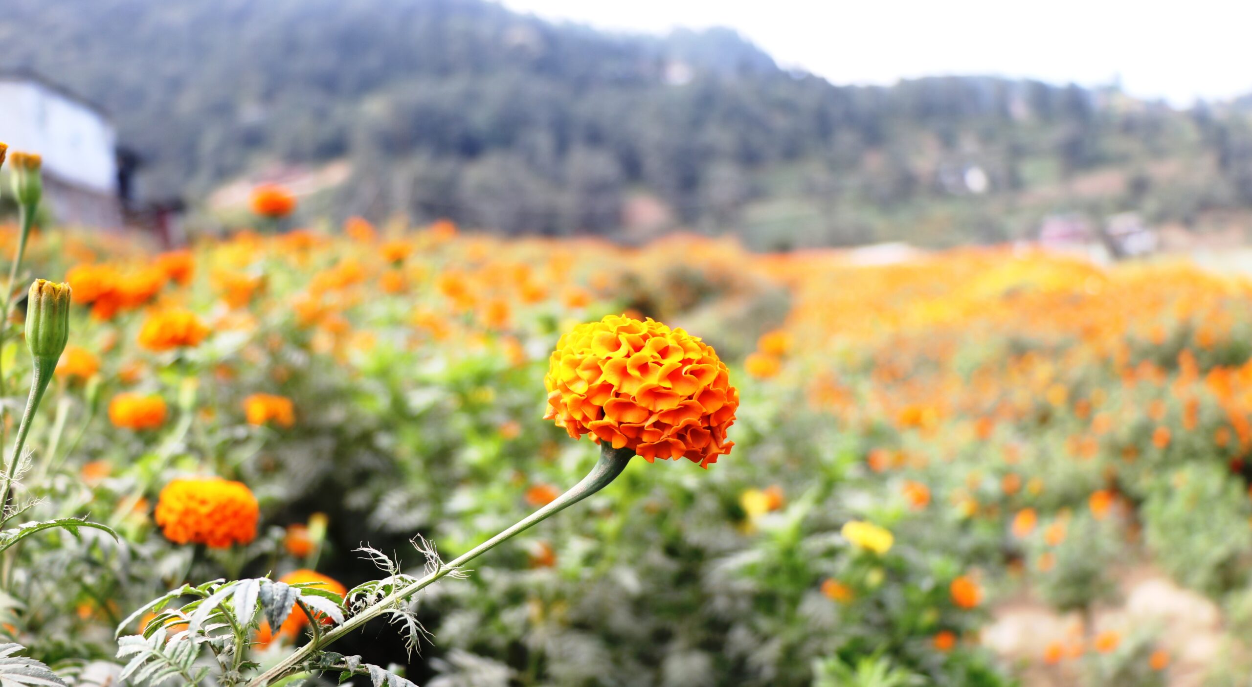 आज तिहारको कुनै पर्व छैन