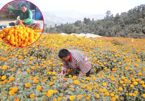 फूल खेतीले दिएको खुषी, तिहारमा १० लाखको फूल विक्रि गर्ने लक्ष्य