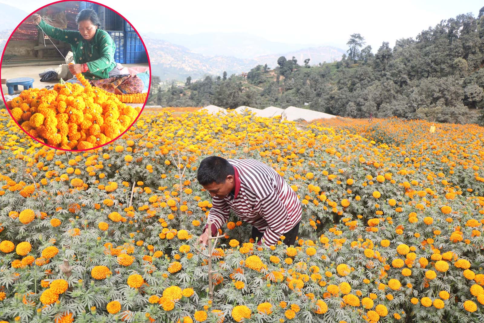 फूल खेतीले दिएको खुषी, तिहारमा १० लाखको फूल विक्रि गर्ने लक्ष्य